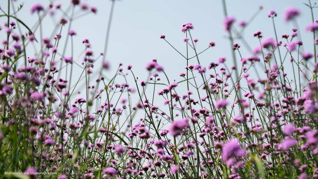 Lilafarbene Wildblumen Verbena aus der Froschperspektive. Blumen-Ornamente, Bicycle Spielkarten
